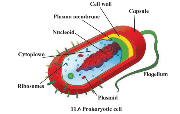 जीव विज्ञान प्रोकैरियोटिक कोशिका
