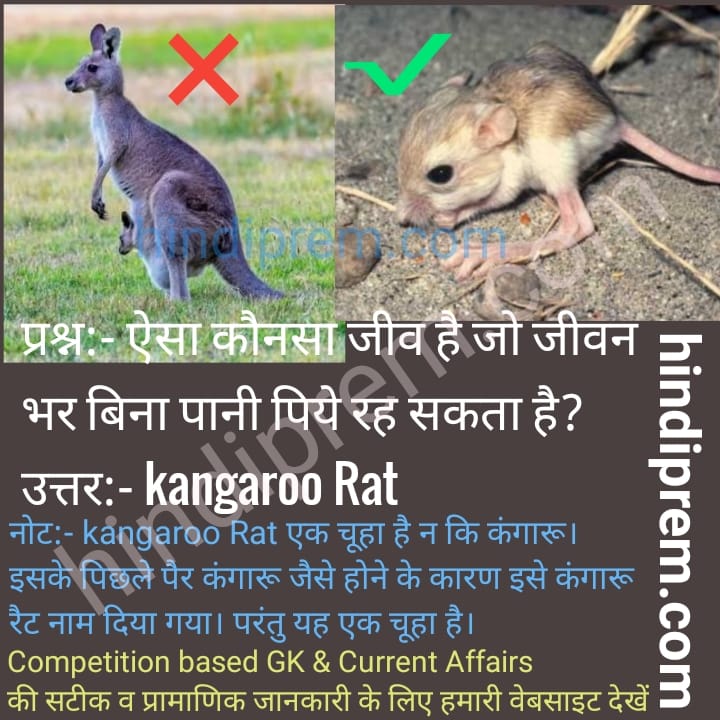 kangaroo rat
रोचक तथ्य